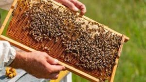 bees being held on flat in honeycomb